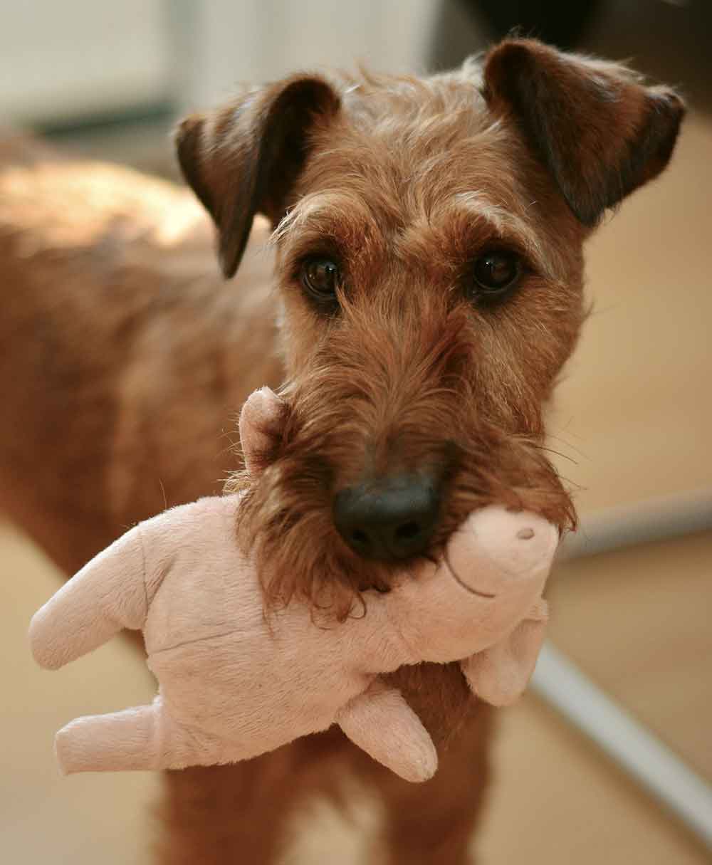 hundespielzeug Spielzeug für Hunde