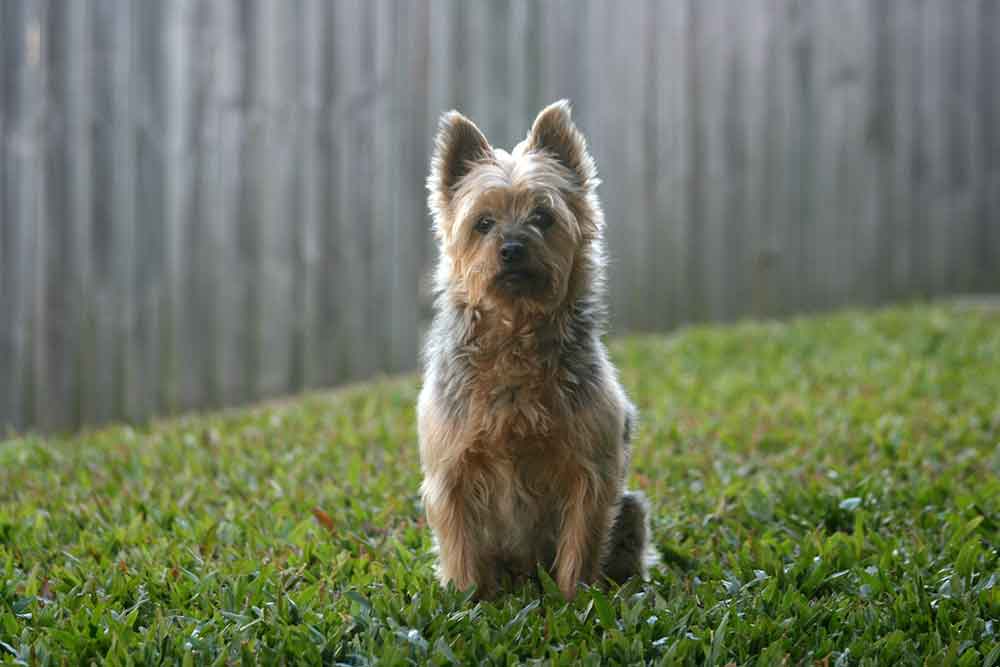 Australien Silky Terrier